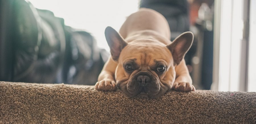Yoga Moyo - Die eeuwige Downward Facing dog!