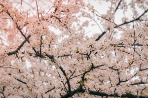 Lente-tips