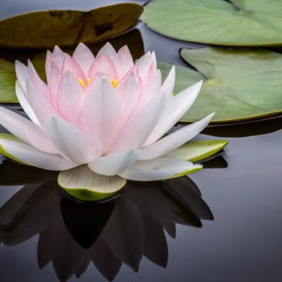 Een afbeelding van een prachtige lotusbloem, met delicate bloemblaadjes in roze, wit of geel. De lotusbloem staat bekend om zijn schoonheid en symbolische betekenis in verschillende culturen. Het is een bloem die groeit in modderige wateren en toch prachtig en puur blijft, waardoor het symbool staat voor zuiverheid, spirituele verlichting en wedergeboorte. De afbeelding toont de bloem in volle bloei, met zijn kenmerkende ronde bloembladen en lange stengel, en kan gebruikt worden als decoratie, als inspiratie voor tatoeages of als symbool van innerlijke kracht en groei.