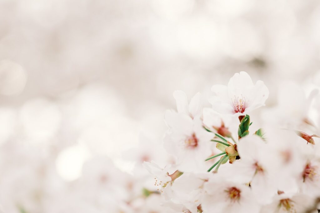Een prachtige bloeiende boom met roze en witte lentebloesem op een zonnige dag. Het belooft een nieuw begin met het aanbreken van de lente.