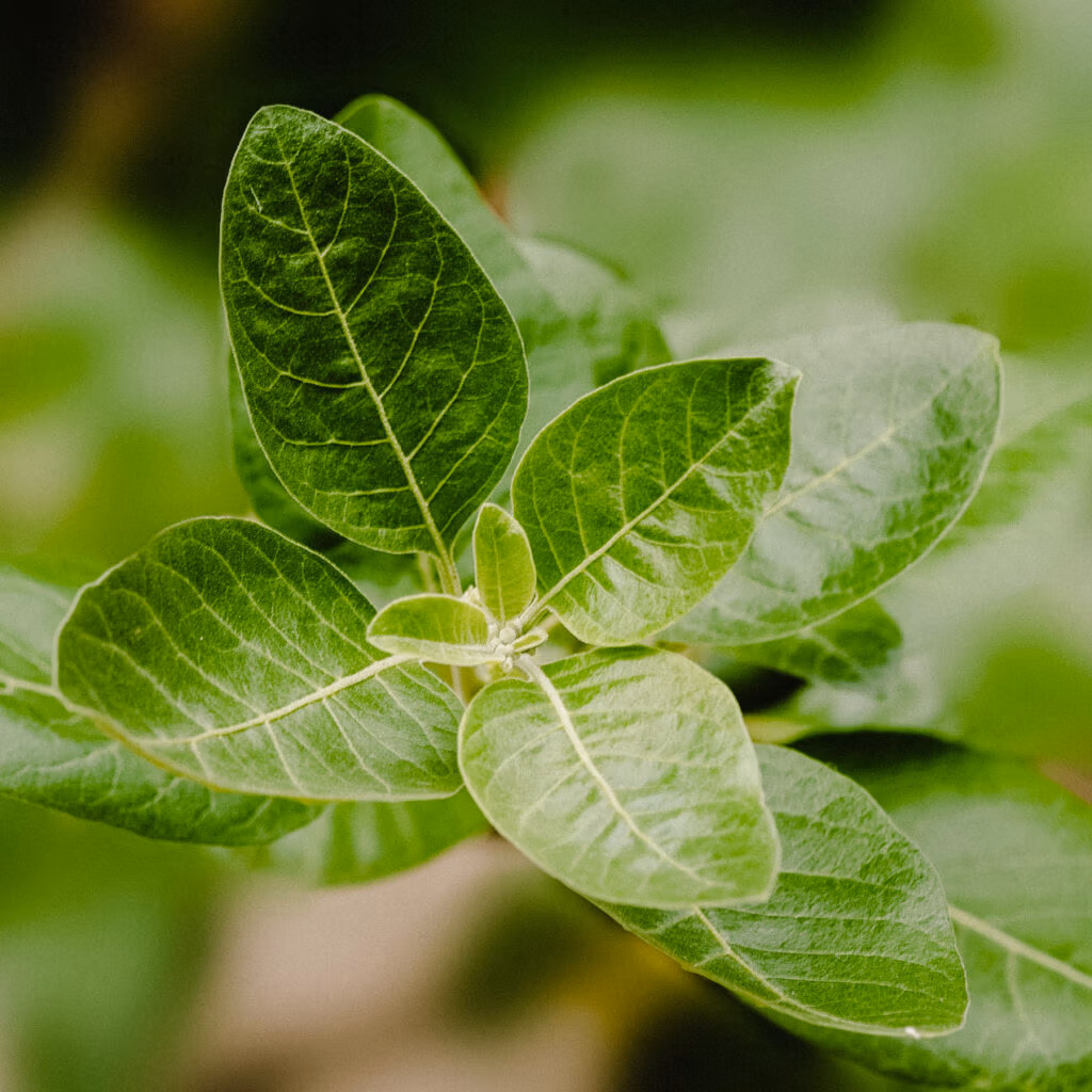 Ashwagandha plant. De ashwagandha plant, ook wel bekend als Withania somnifera, is een kruid dat van oudsher wordt gebruikt in de Ayurvedische geneeskunde. De plant staat bekend om zijn adaptogene eigenschappen en wordt vaak gebruikt ter ondersteuning van het immuunsysteem en bij stressvermindering. De plant heeft kleine groene bloemen en kan groeien tot een hoogte van ongeveer 1,5 meter.