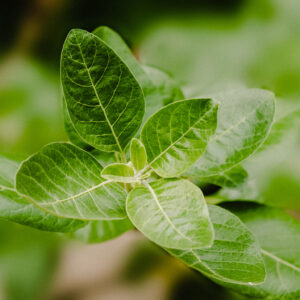 Ashwagandha plant. De ashwagandha plant, ook wel bekend als Withania somnifera, is een kruid dat van oudsher wordt gebruikt in de Ayurvedische geneeskunde. De plant staat bekend om zijn adaptogene eigenschappen en wordt vaak gebruikt ter ondersteuning van het immuunsysteem en bij stressvermindering. De plant heeft kleine groene bloemen en kan groeien tot een hoogte van ongeveer 1,5 meter.