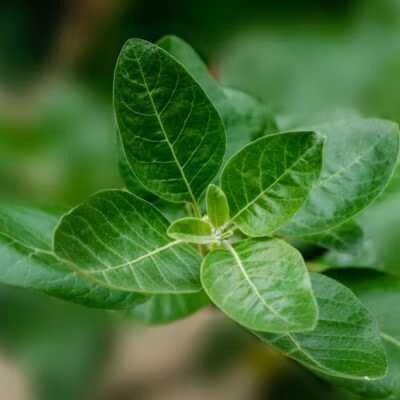 Ashwagandha plant. De ashwagandha plant, ook wel bekend als Withania somnifera, is een kruid dat van oudsher wordt gebruikt in de Ayurvedische geneeskunde. De plant staat bekend om zijn adaptogene eigenschappen en wordt vaak gebruikt ter ondersteuning van het immuunsysteem en bij stressvermindering. De plant heeft kleine groene bloemen en kan groeien tot een hoogte van ongeveer 1,5 meter.