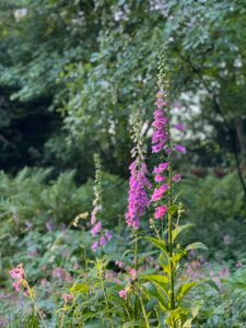 Prachtige bloemen in de Achterhoek.