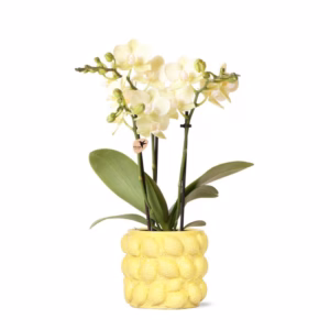 Witte orchidee in Gele Keramische Citroen Bloempot.