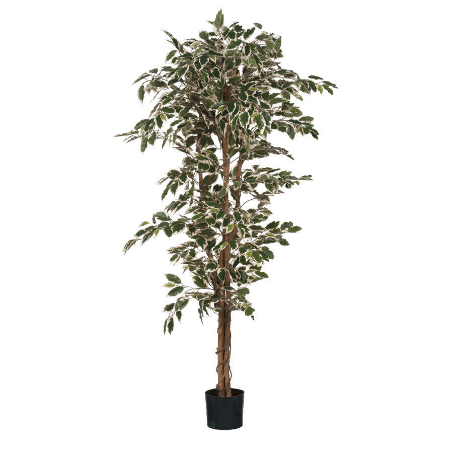 Ficus Kunstplant - H180 x Ø90 cm - Groen Bont