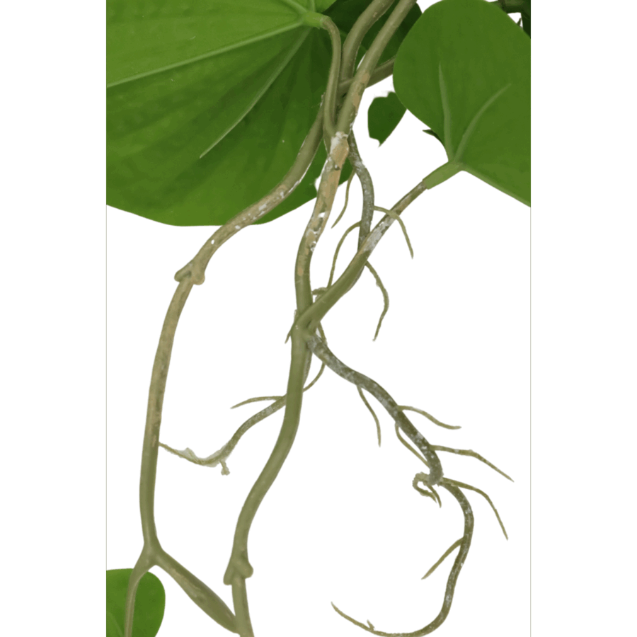 Neocheiropteres Kunst hangplant 80cm - Afbeelding 3