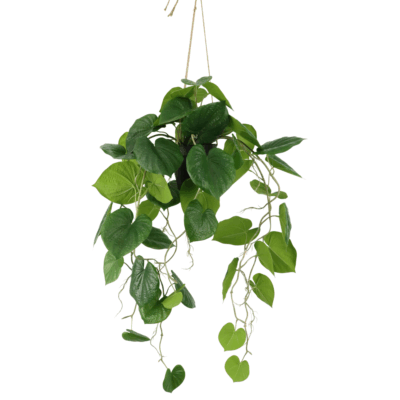 Neocheiropteres Kunst hangplant 80cm