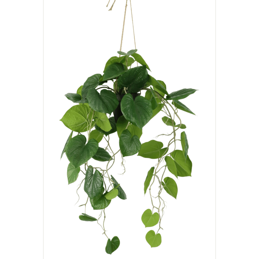 Neocheiropteres Kunst hangplant 80cm