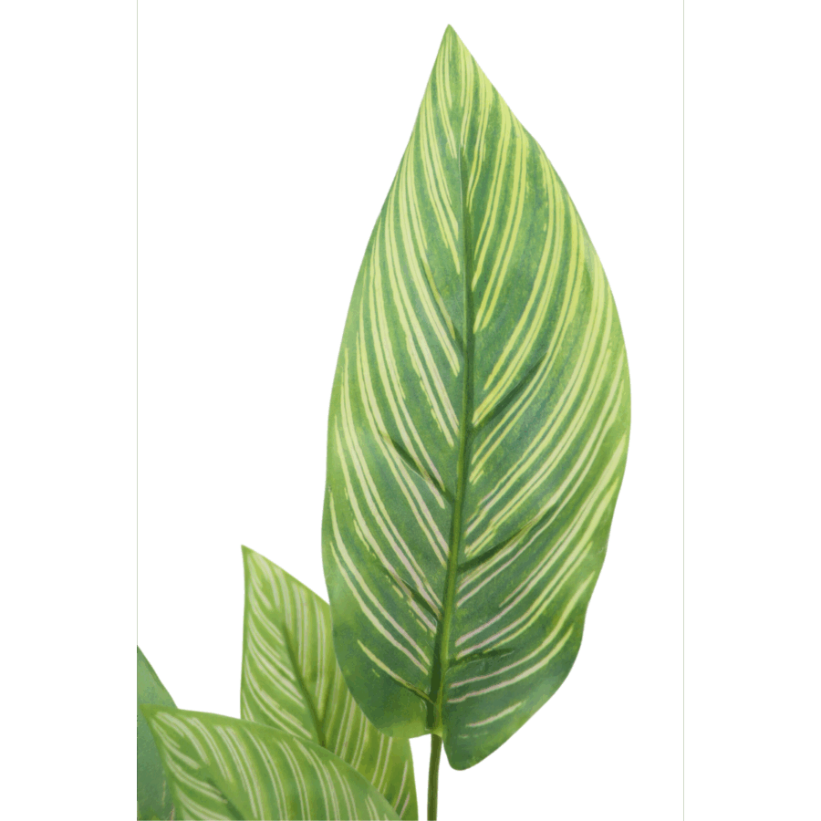 Maranta Kunstplant 40cm - Afbeelding 5