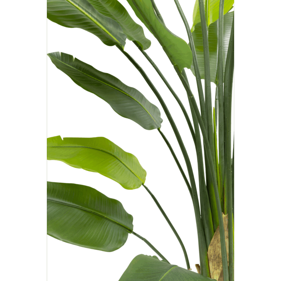 Strelitzia Kunstplant 210cm - Afbeelding 4
