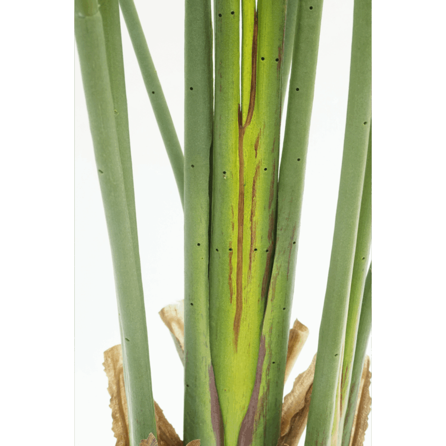 Strelitzia Kunstplant 160cm - Afbeelding 9