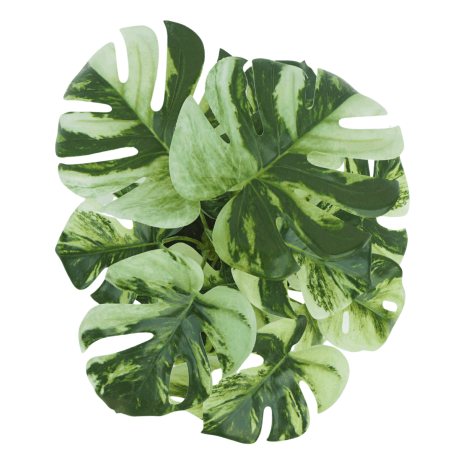 3st. Monstera Kunstplant 40cm - Afbeelding 5