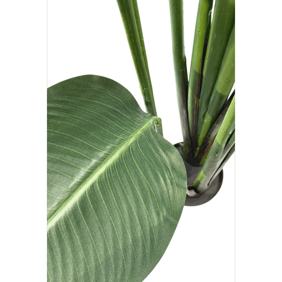 Strelitzia Kunstplant 180cm - Afbeelding 6