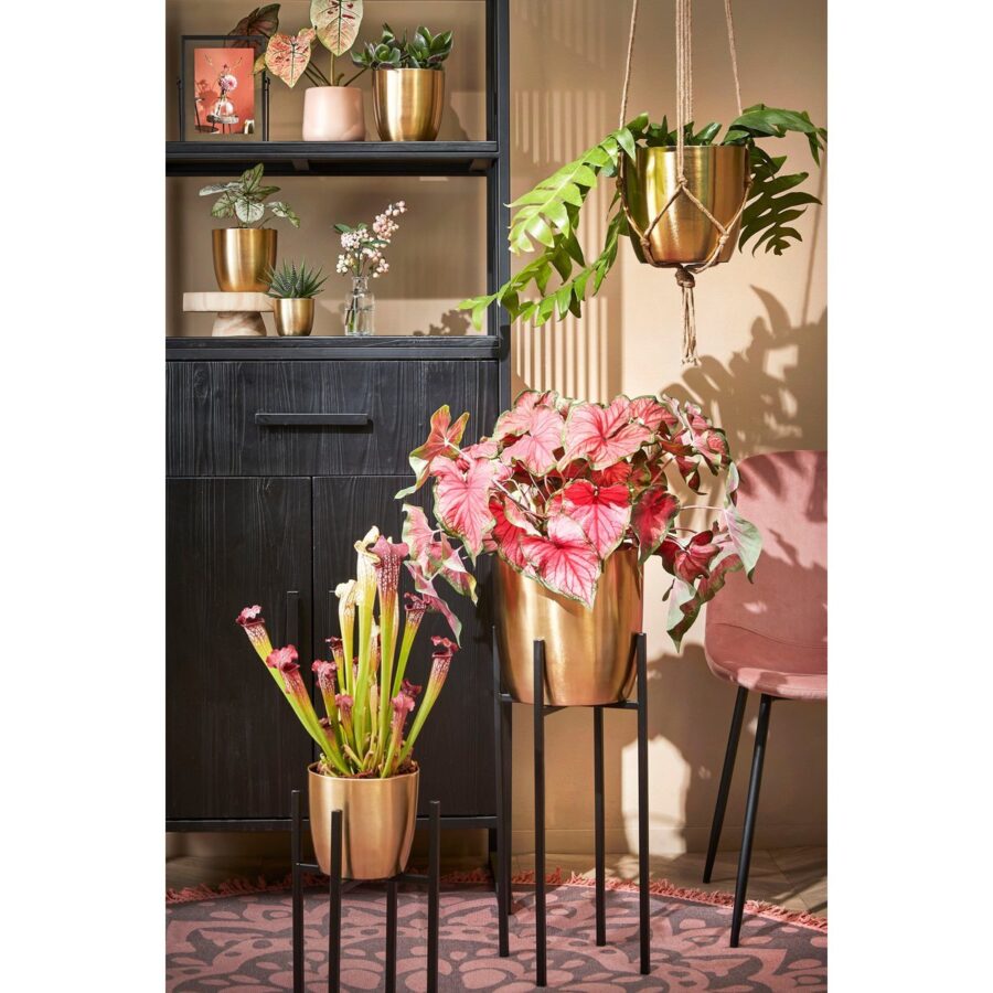 Ascot Plantenstandaard XL - L34 x B34 x H71 cm - Metaal - Zwart - Afbeelding 6