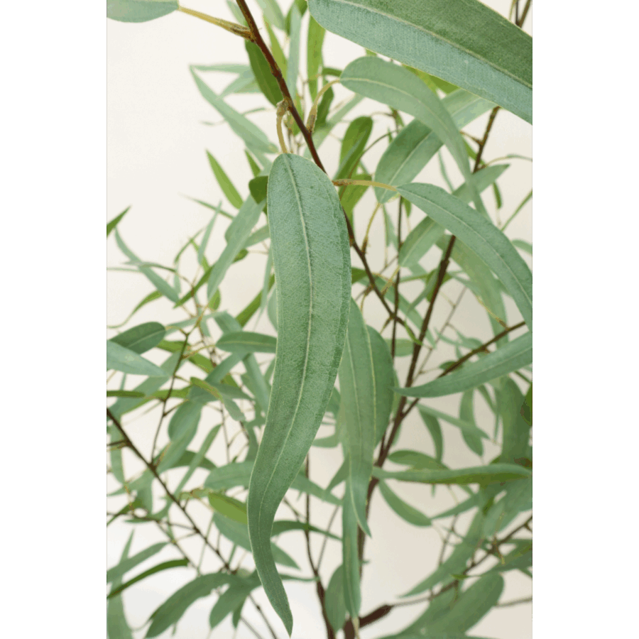 Eucalyptus Kunstplant 175cm - Afbeelding 5