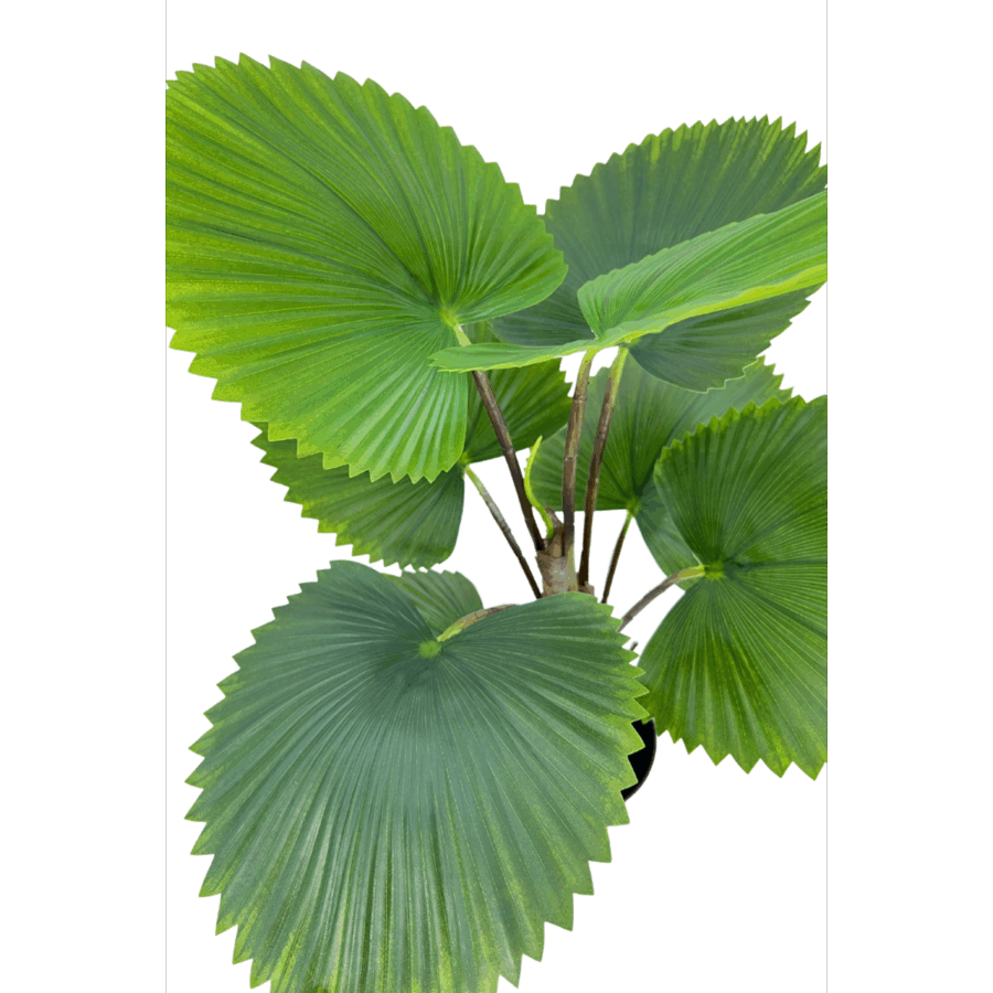 Kunst Waaierpalm 75cm - Afbeelding 3