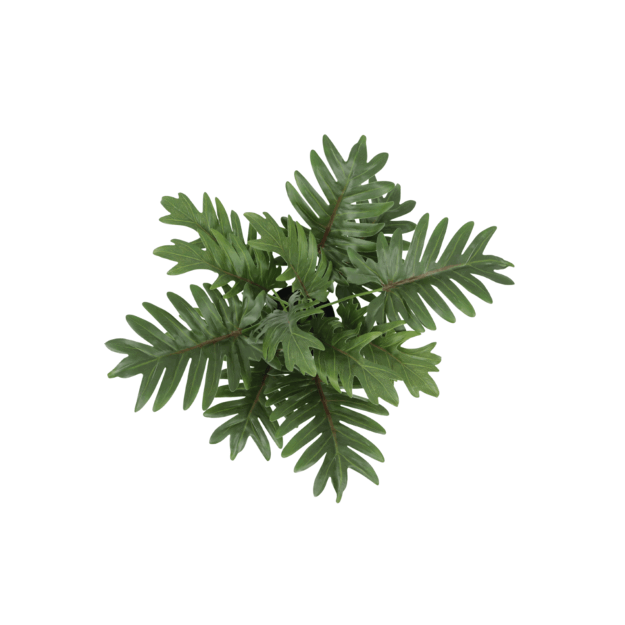 Philodendron Kunstplant 40cm - Afbeelding 3