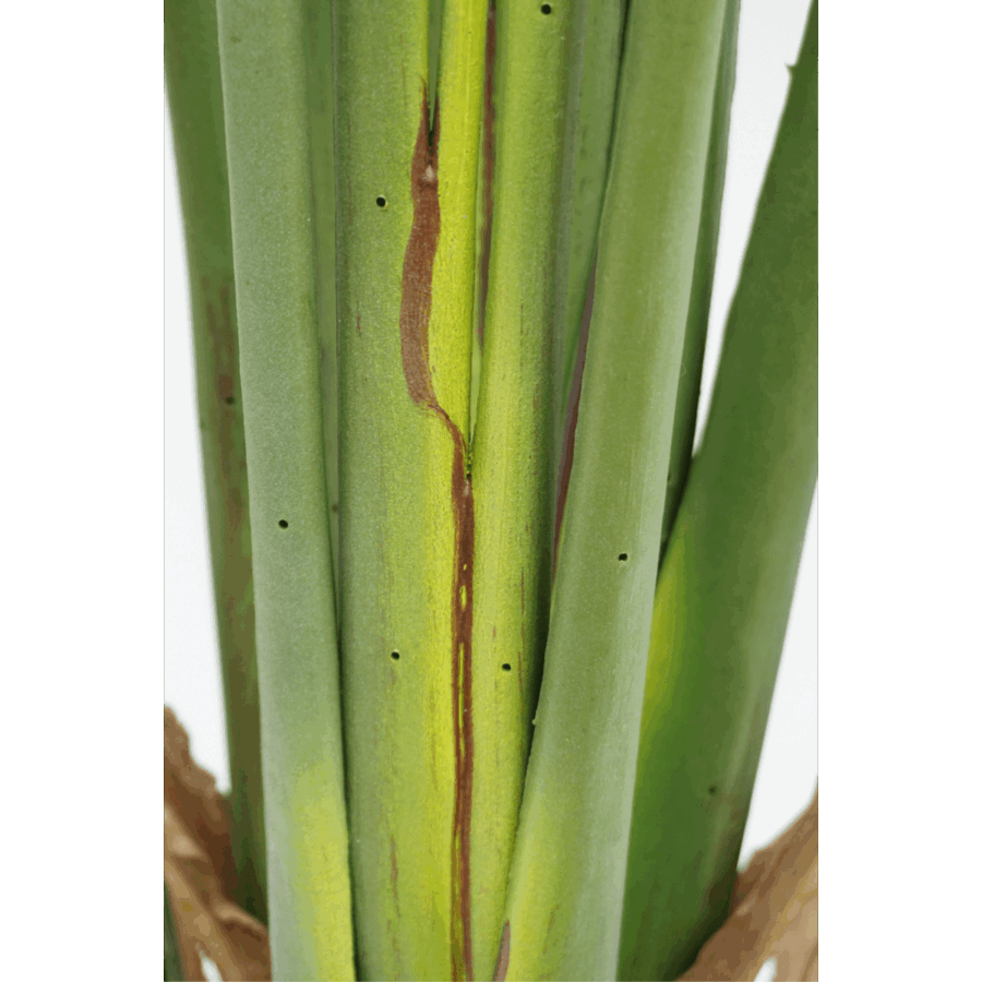 Strelitzia Kunstplant 180cm - Afbeelding 9