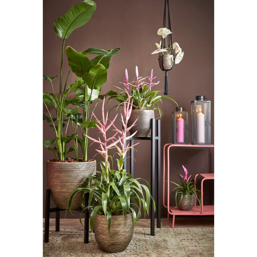 Ascot Plantenstandaard XL - L46 x B46 x H40 cm - Metaal - Zwart - Afbeelding 7