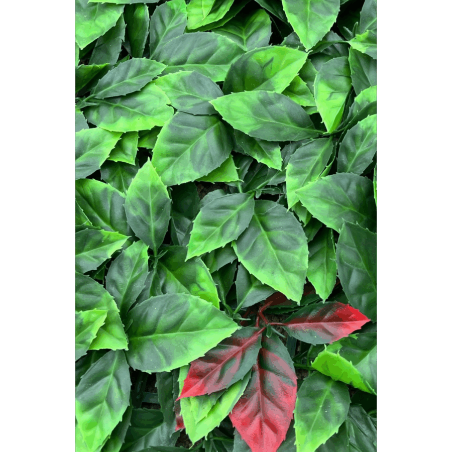 Kunsthaag Photinia 60x40cm - Afbeelding 2