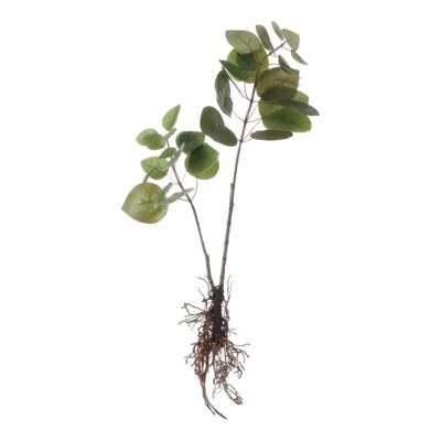 Eucalyptus Kunstplant - L12 x B28 x H64 cm - Groen