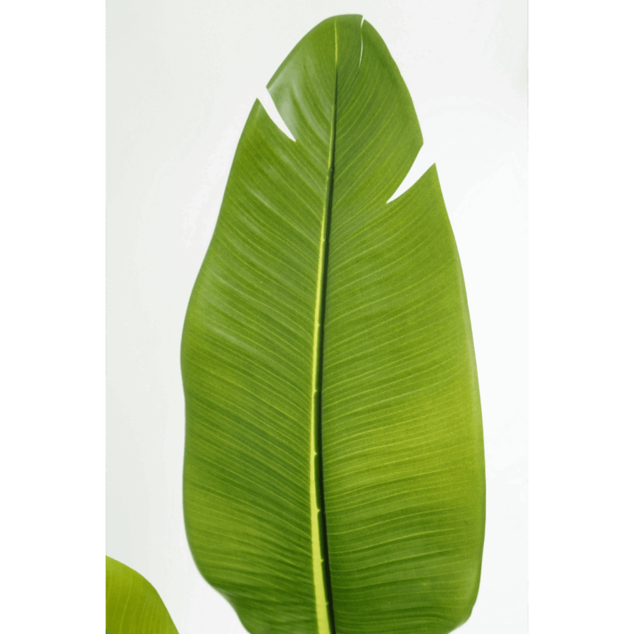 Strelitzia Kunstplant 180cm - Afbeelding 7