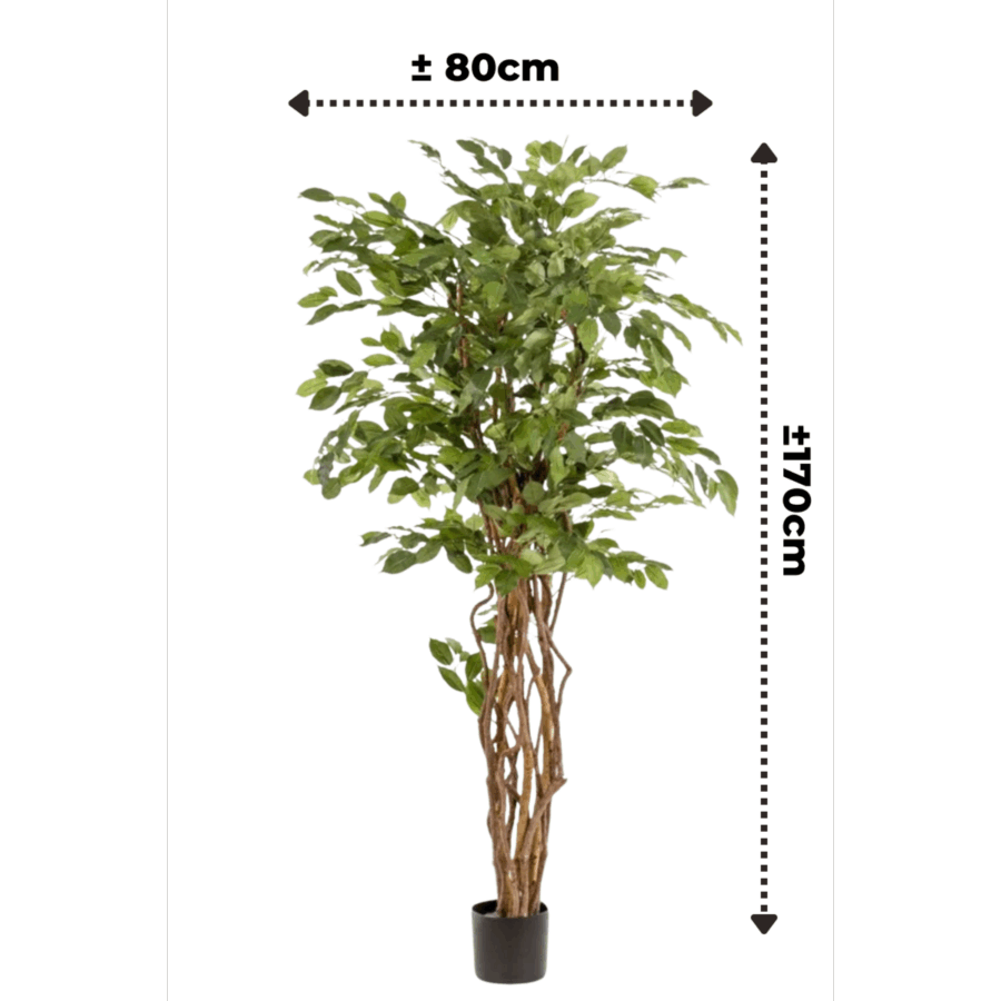 Ficus Liana Kunstboom 170cm - Afbeelding 3