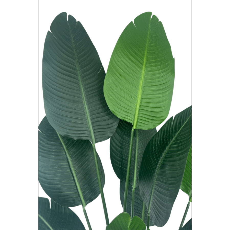 Strelitzia Kunstplant 180cm - Afbeelding 5
