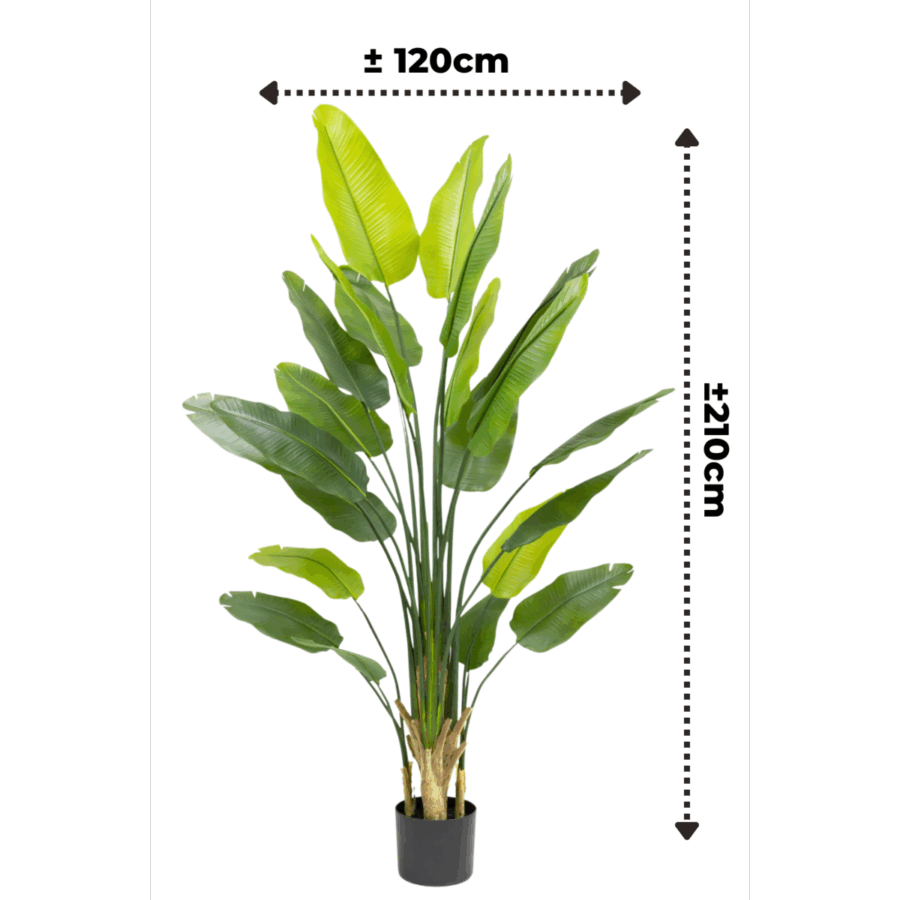 Strelitzia Kunstplant 210cm - Afbeelding 2