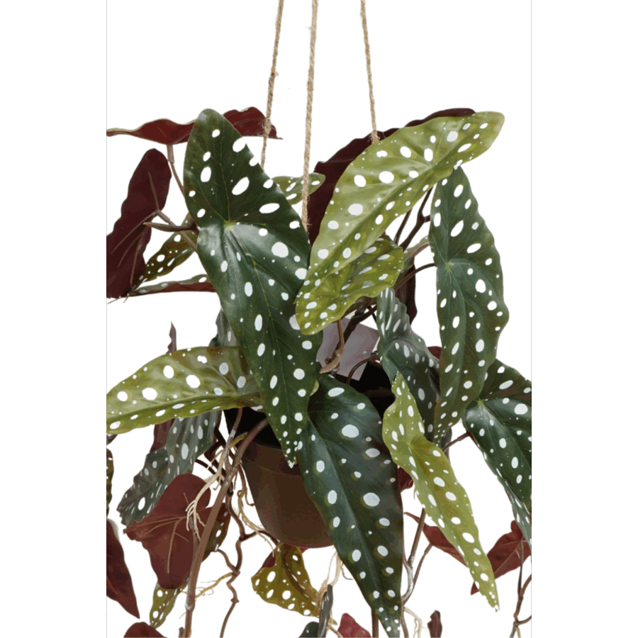 Begonia Maculata Kunst Hangplant 95cm - Afbeelding 4