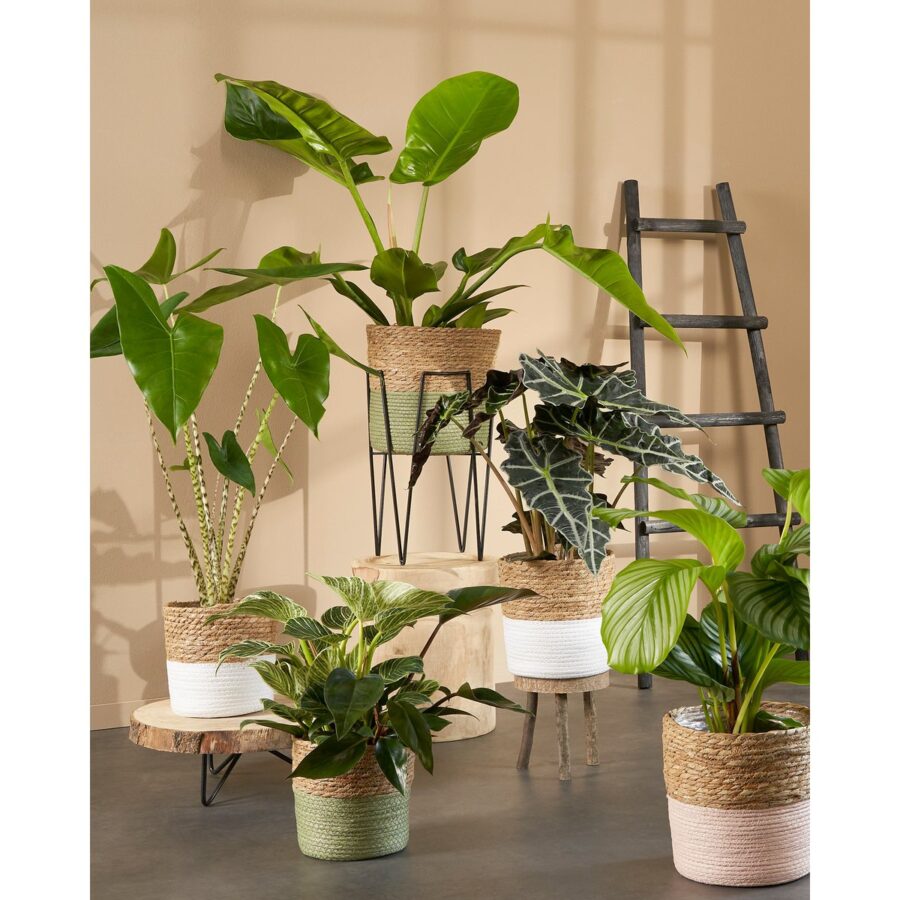 Blom Plantenstandaard - L25 x B25 x H38 cm - Metaal - Zwart - Afbeelding 10