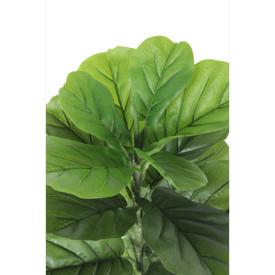 Ficus Kunstplant 100cm - Afbeelding 6