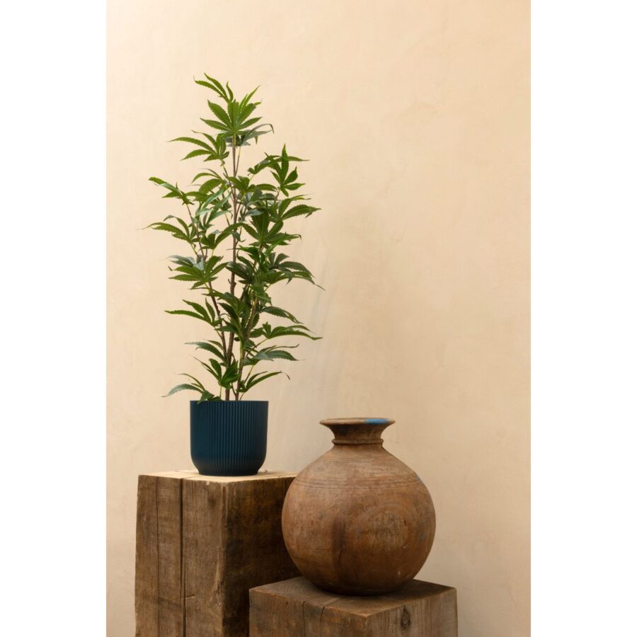 Aralia Kunstplant 100cm - Afbeelding 2