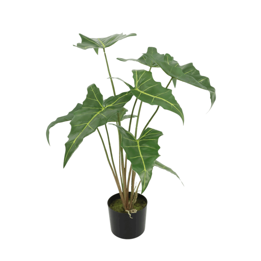 Alocasia Kunstplant 75cm - Afbeelding 2