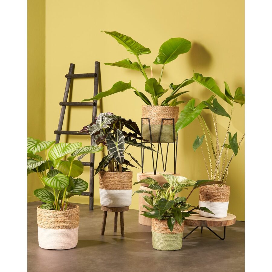 Blom Plantenstandaard - L25 x B25 x H38 cm - Metaal - Zwart - Afbeelding 9