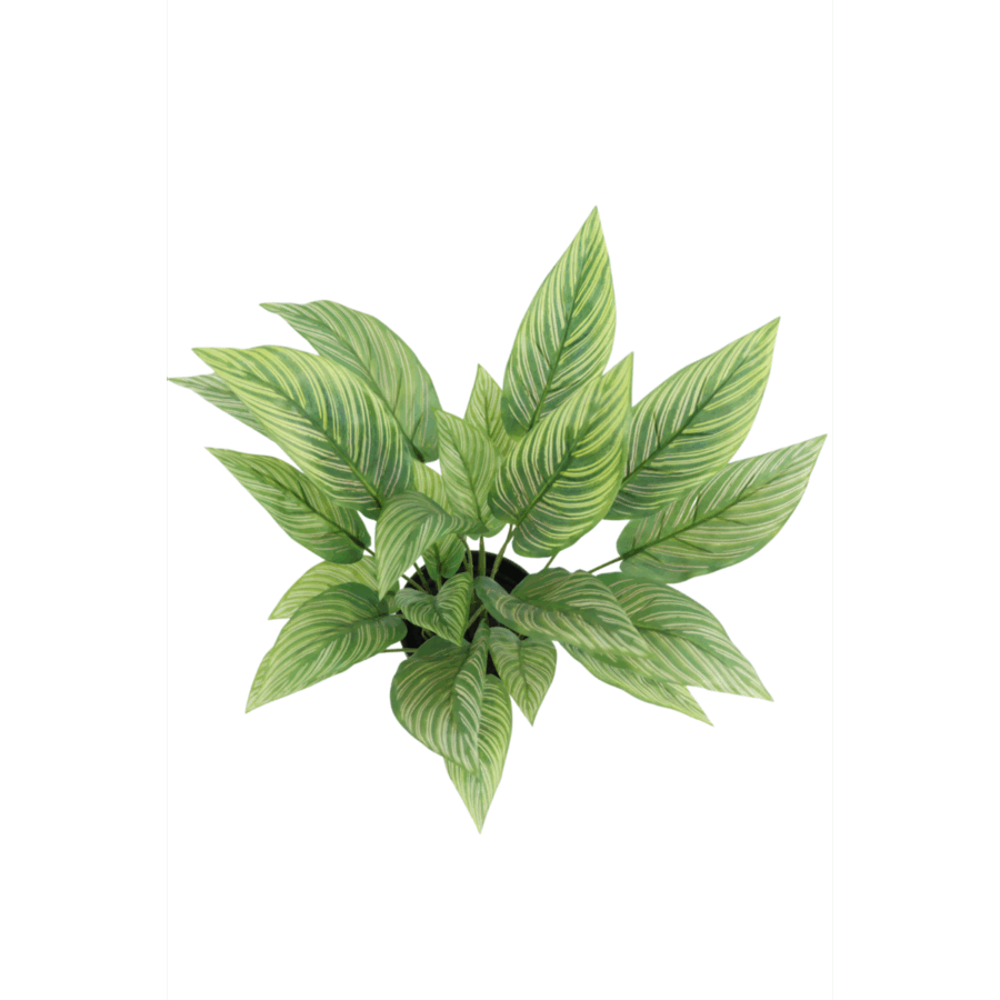 Maranta Kunstplant 40cm - Afbeelding 4