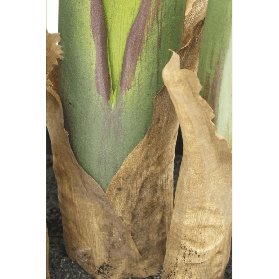 Strelitzia Kunstplant 160cm - Afbeelding 7