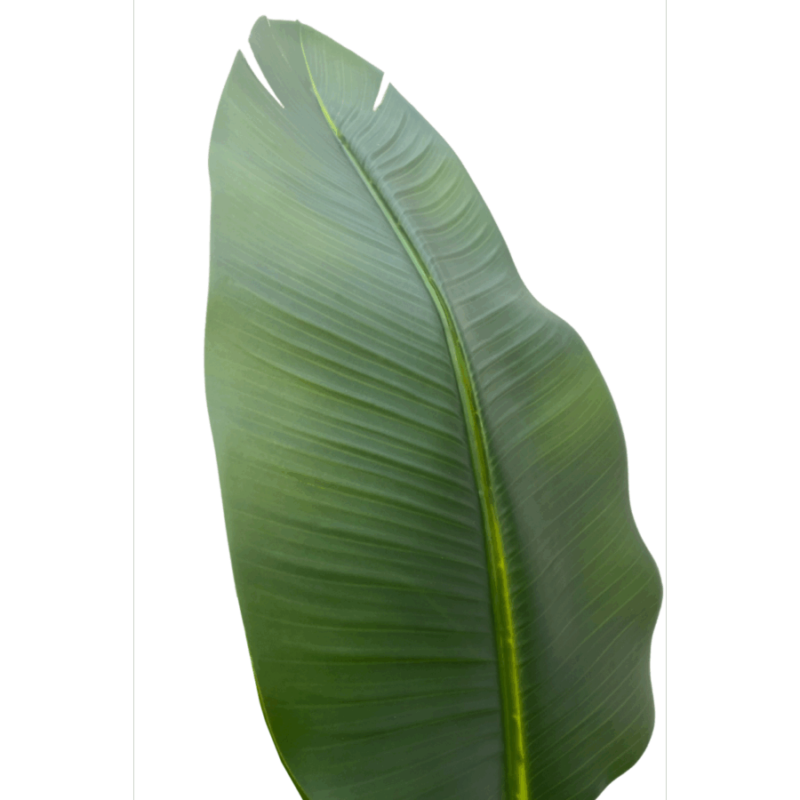 Strelitzia Kunstplant 210cm - Afbeelding 6