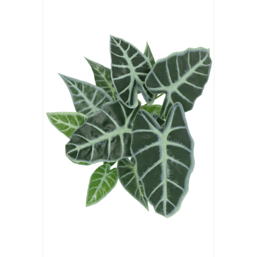 Caladium Kunstplant 38cm - Afbeelding 4