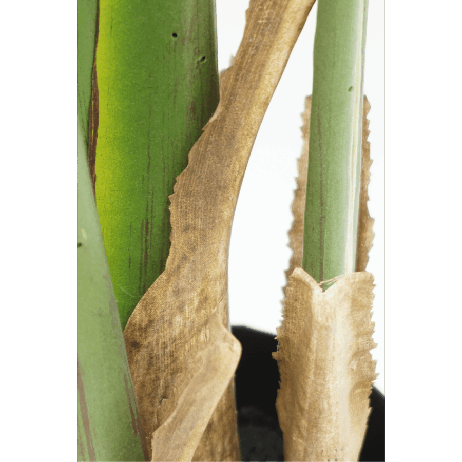 Strelitzia Kunstplant 180cm - Afbeelding 8