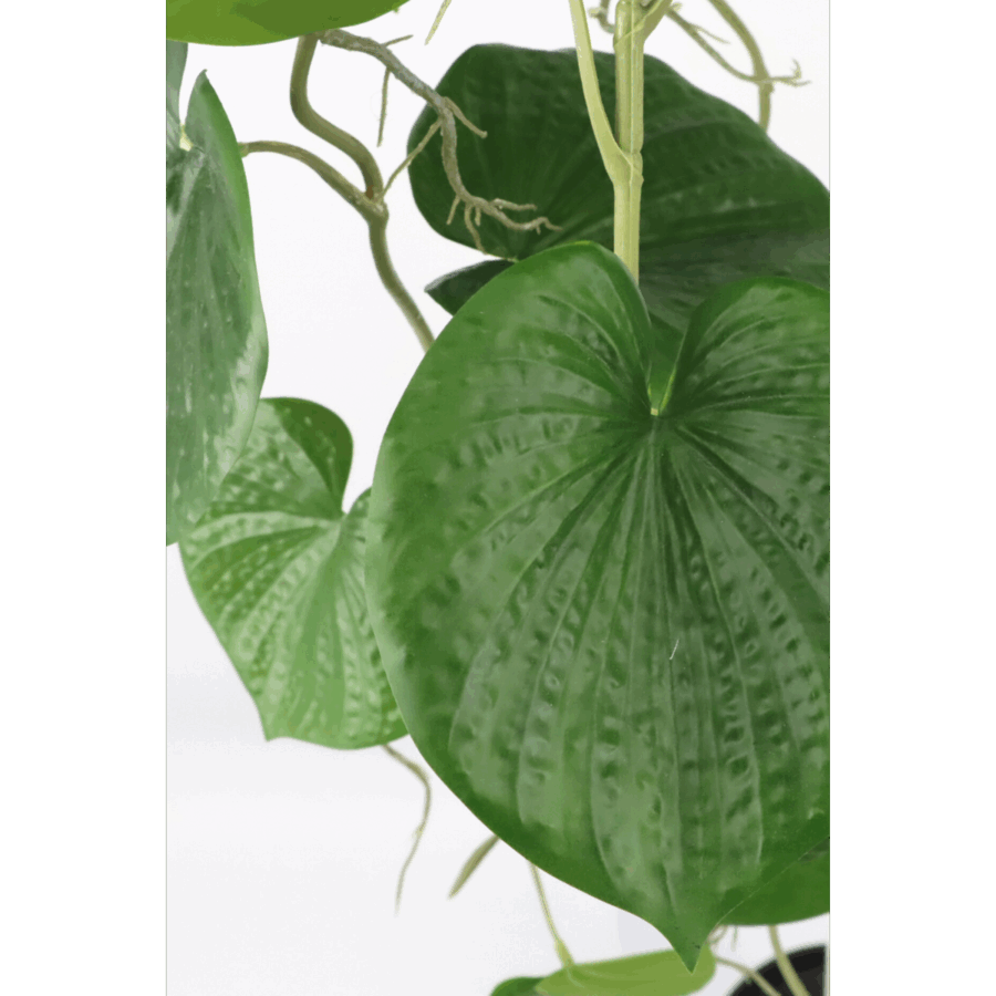 Neocheiropteres Kunst hangplant 80cm - Afbeelding 2