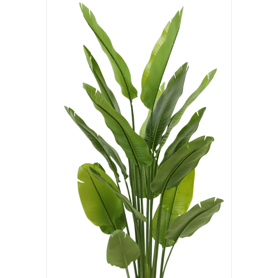 Strelitzia Kunstplant 180cm - Afbeelding 6