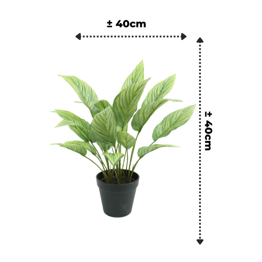 Maranta Kunstplant 40cm - Afbeelding 3