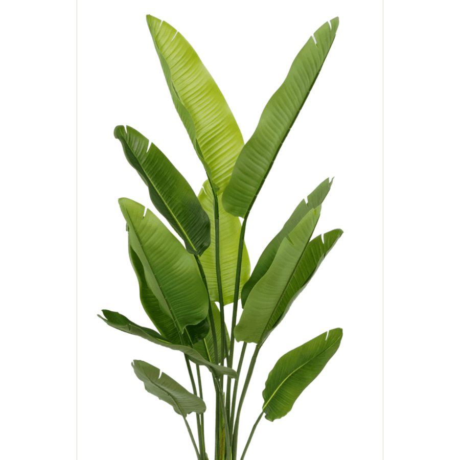 Strelitzia Kunstplant 160cm - Afbeelding 6