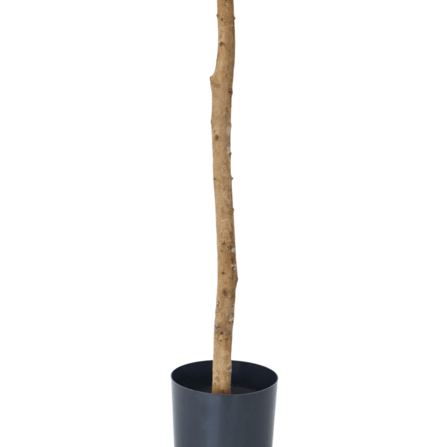 Kunst Olijfboom 130cm - Afbeelding 5